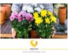 خرید نایلون محافظ گل و گیاه